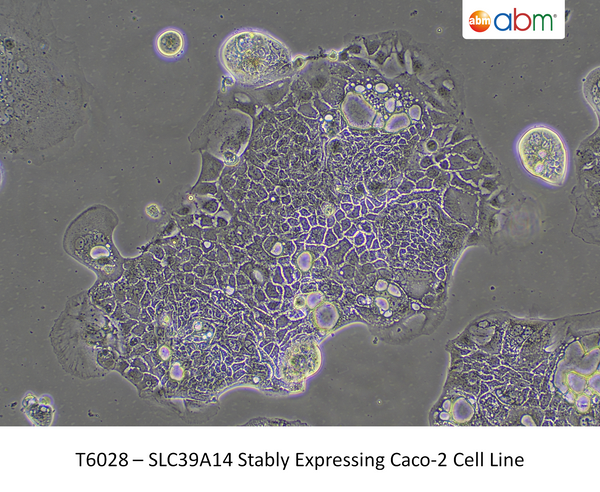 SLC39A14 Stably Expressing Caco-2 Cell Line – Figure 1 of 1