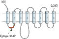 Anti-ZIP3 (SLC39A3) Antibody