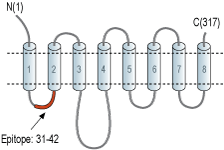 Anti-ZIP3 (SLC39A3) Antibody