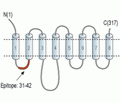 ZIP3/SLC39A3 Blocking Peptide