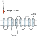 Anti-ZIP6/SLC39A6 (extracellular) Antibody