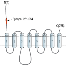 Anti-ZIP6/SLC39A6 (extracellular) Antibody