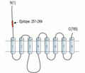ZIP6/SLC39A6 (extracellular) Blocking Peptide