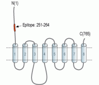 ZIP6/SLC39A6 (extracellular) Blocking Peptide