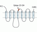 ZIP8/SLC39A8 (extracellular) Blocking Peptide