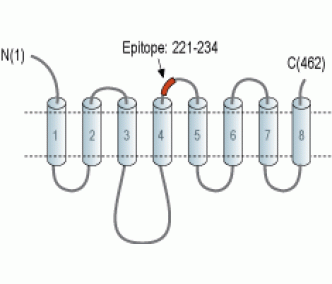 ZIP8/SLC39A8 (extracellular) Blocking Peptide