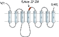 Anti-ZIP8 (SLC39A8) (extracellular) Antibody