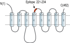 Anti-ZIP8 (SLC39A8) (extracellular) Antibody