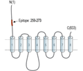 ZIP10/SLC39A10 (extracellular) Blocking Peptide