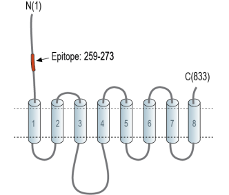 ZIP10/SLC39A10 (extracellular) Blocking Peptide