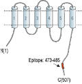 Anti-ZnT1 (SLC30A1) Antibody