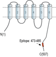 Anti-ZnT1 (SLC30A1) Antibody