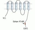 ZnT1/SLC30A1 Blocking Peptide