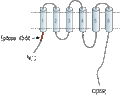 Anti-ZnT2 (SLC30A2) Antibody