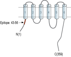 Anti-ZnT2 (SLC30A2) Antibody