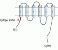 ZnT2/SLC30A2 Blocking Peptide