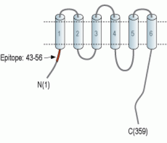 ZnT2/SLC30A2 Blocking Peptide