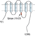 Anti-ZnT3 (SLC30A3) Antibody