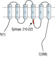 Anti-ZnT3 (SLC30A3) Antibody