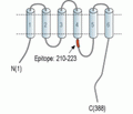ZnT3/SLC30A3 Blocking Peptide