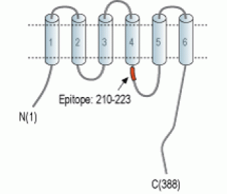 ZnT3/SLC30A3 Blocking Peptide