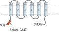 Anti-ZnT4 (SLC30A4) Antibody