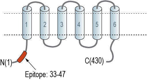 Anti-ZnT4 (SLC30A4) Antibody