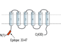 ZnT4 (SLC30A4) Blocking Peptide