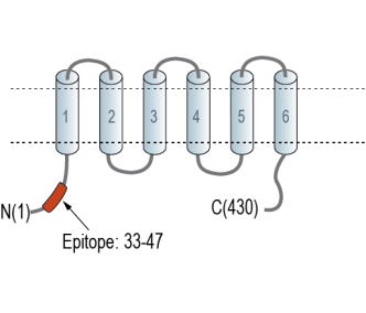 ZnT4 (SLC30A4) Blocking Peptide