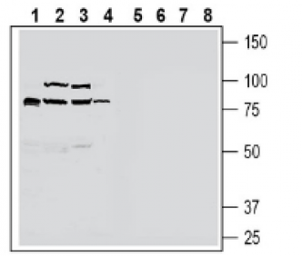 ZnT10 (SLC30A10) Blocking Peptide