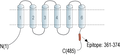 Anti-ZnT10 (SLC30A10) Antibody