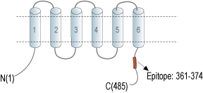 Anti-ZnT10 (SLC30A10) Antibody