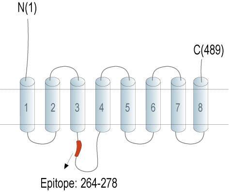 Anti-ZIP14 (SLC39A14) Antibody