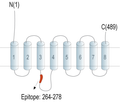 ZIP14 (SLC39A14) Blocking Peptide