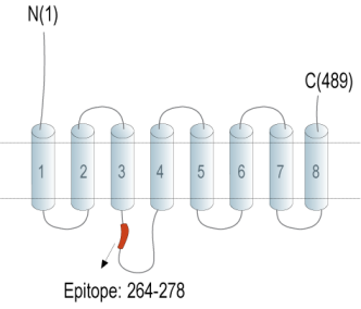 ZIP14 (SLC39A14) Blocking Peptide