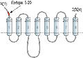 Anti-ZIP1 (SLC39A1) (extracellular) Antibody