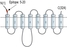 Anti-ZIP1 (SLC39A1) (extracellular) Antibody