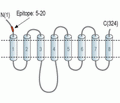 ZIP1/SLC39A1 (extracellular) Blocking Peptide