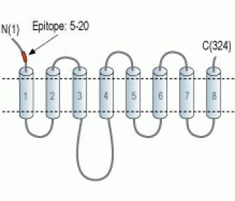 ZIP1/SLC39A1 (extracellular) Blocking Peptide