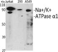 Fig.1. Western Blot analysis of various cells using Na+/K+-ATPase Î±1 Polyclonal Antibody diluted at 1:1000.