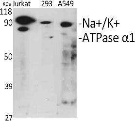 Fig.1. Western Blot analysis of various cells using Na+/K+-ATPase Î±1 Polyclonal Antibody diluted at 1:1000.
