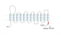 Anti-OCTN1/SLC22A4 Antibody