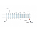 OCTN1/SLC22A4 Blocking Peptide