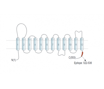 OCTN1/SLC22A4 Blocking Peptide