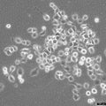 Alab cell