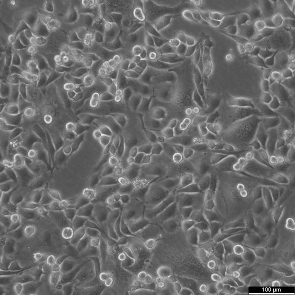 Anglne cell
