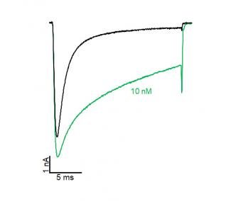 Anthopleurin-C