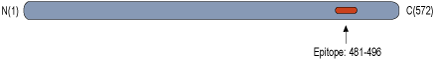 Anti-CRMP1 Antibody