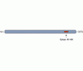 CRMP1 Blocking Peptide