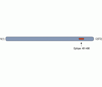 CRMP1 Blocking Peptide